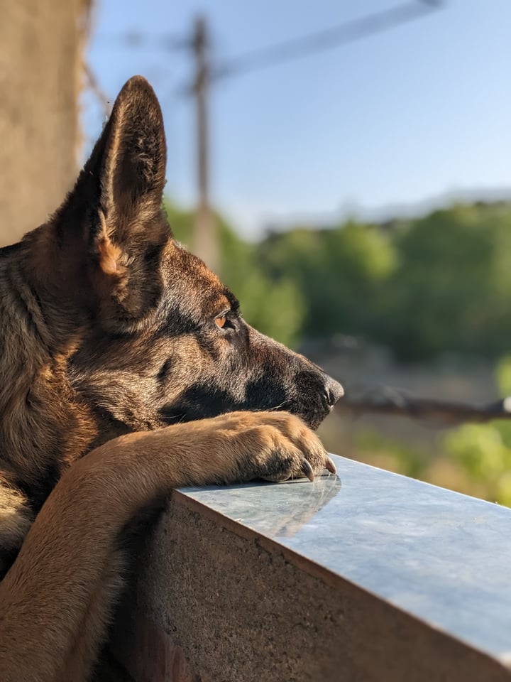 German Shepherd resting its paws on a balcony ledge